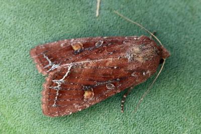 Lacanobia oleracea