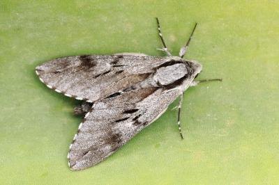 Hyloicus pinastri