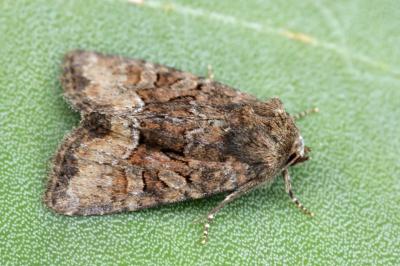 Oligia latruncula
