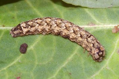 Griposia aprilina