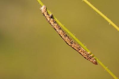 Compsoptera opacaria