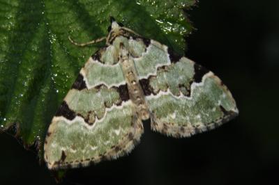 Colostygia pectinataria