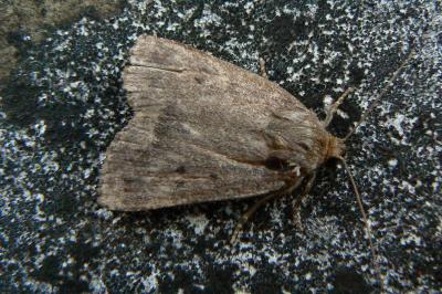 Amphipyra tragopoginis