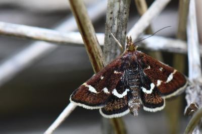 Pyrausta nigrata