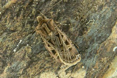 Chersotis alpestris