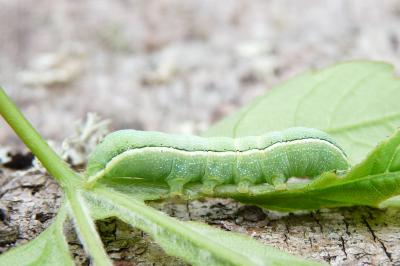 Orthosia incerta
