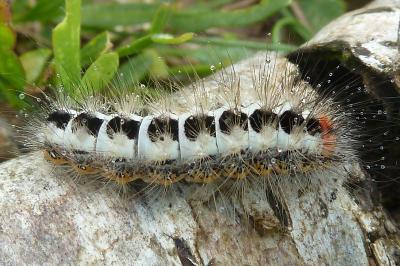 Acronicta euphorbiae
