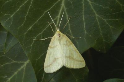 Aspitates ochrearia
