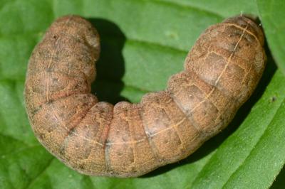 Eugraphe sigma