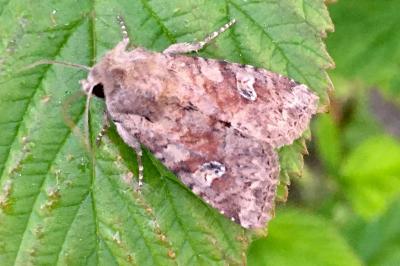Apamea sordens