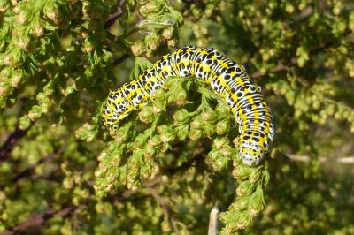Cucullia tanaceti