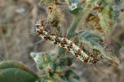 Utetheisa pulchella