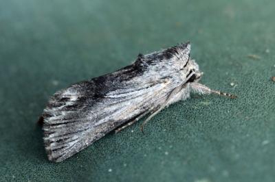 Calophasia platyptera