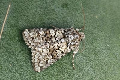 Hecatera corsica