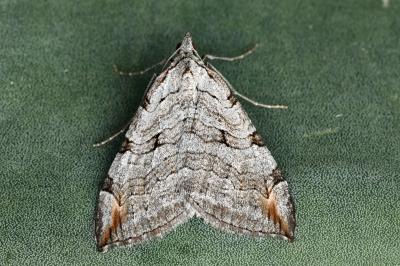 Aplocera efformata