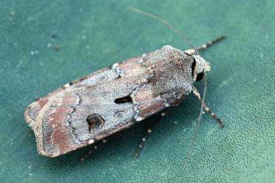Agrotis exclamationis corsica