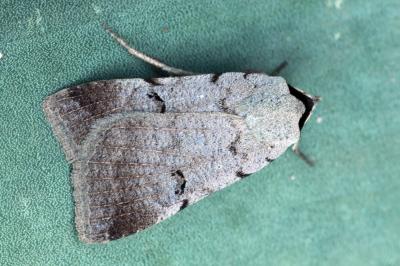 Lygephila craccae