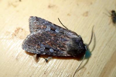 Violaphotia molothina