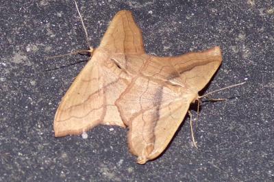 Scopula imitaria