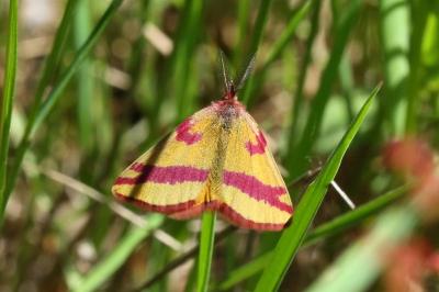 Lythria cruentaria