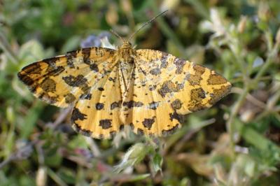 Pseudopanthera macularia