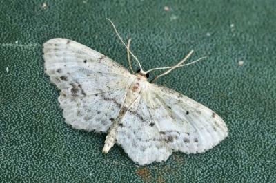 Idaea dimidiata