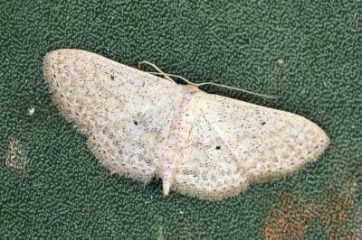 Scopula minorata