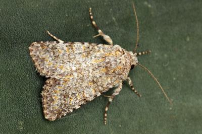 Hadena luteocincta