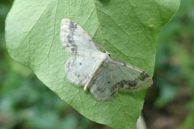 Idaea trigeminata