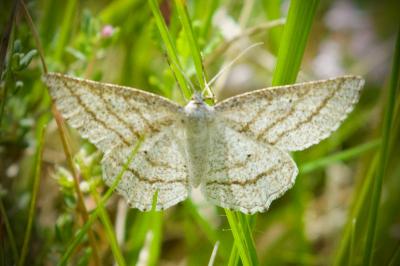 Perconia strigillaria