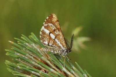 Bupalus piniaria