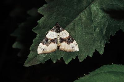 Cosmorhoe ocellata