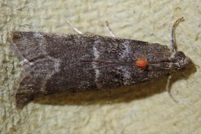 Ortholepis betulae