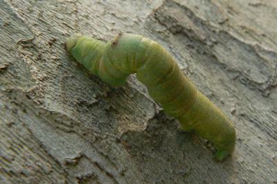 Opisthograptis luteolata
