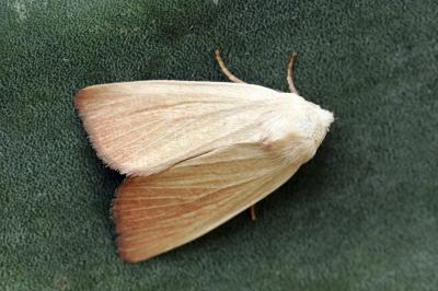 Arenostola phragmitidis