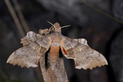 Laothoe populi