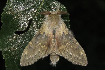 Stauropus fagi