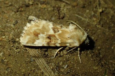 Eremobia ochroleuca
