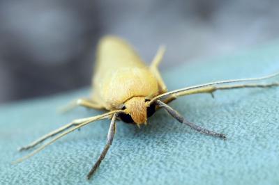 Indalia pygmaeola