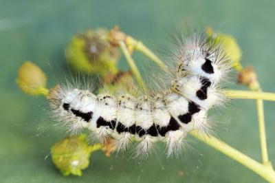 Acronicta euphorbiae