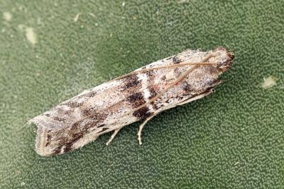 Ephestia welseriella