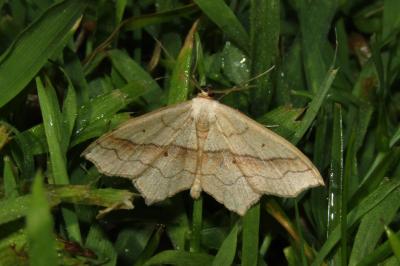 Scopula imitaria