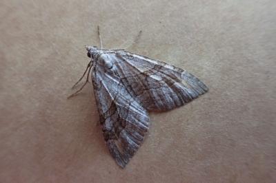 Aplocera efformata