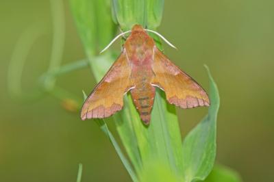 Deilephila porcellus