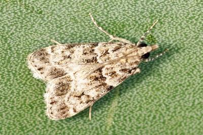 Eudonia mercurella