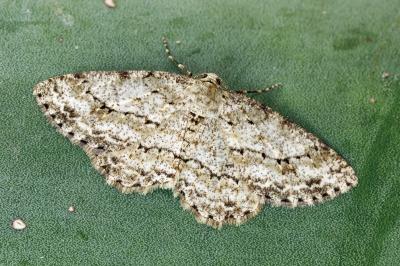 Ectropis crepuscularia