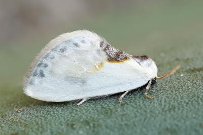 Cilix glaucata