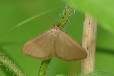 Minoa murinata