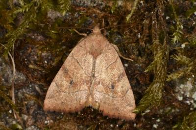 Cosmia trapezina