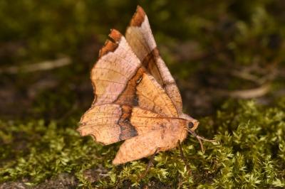 Selenia lunularia
